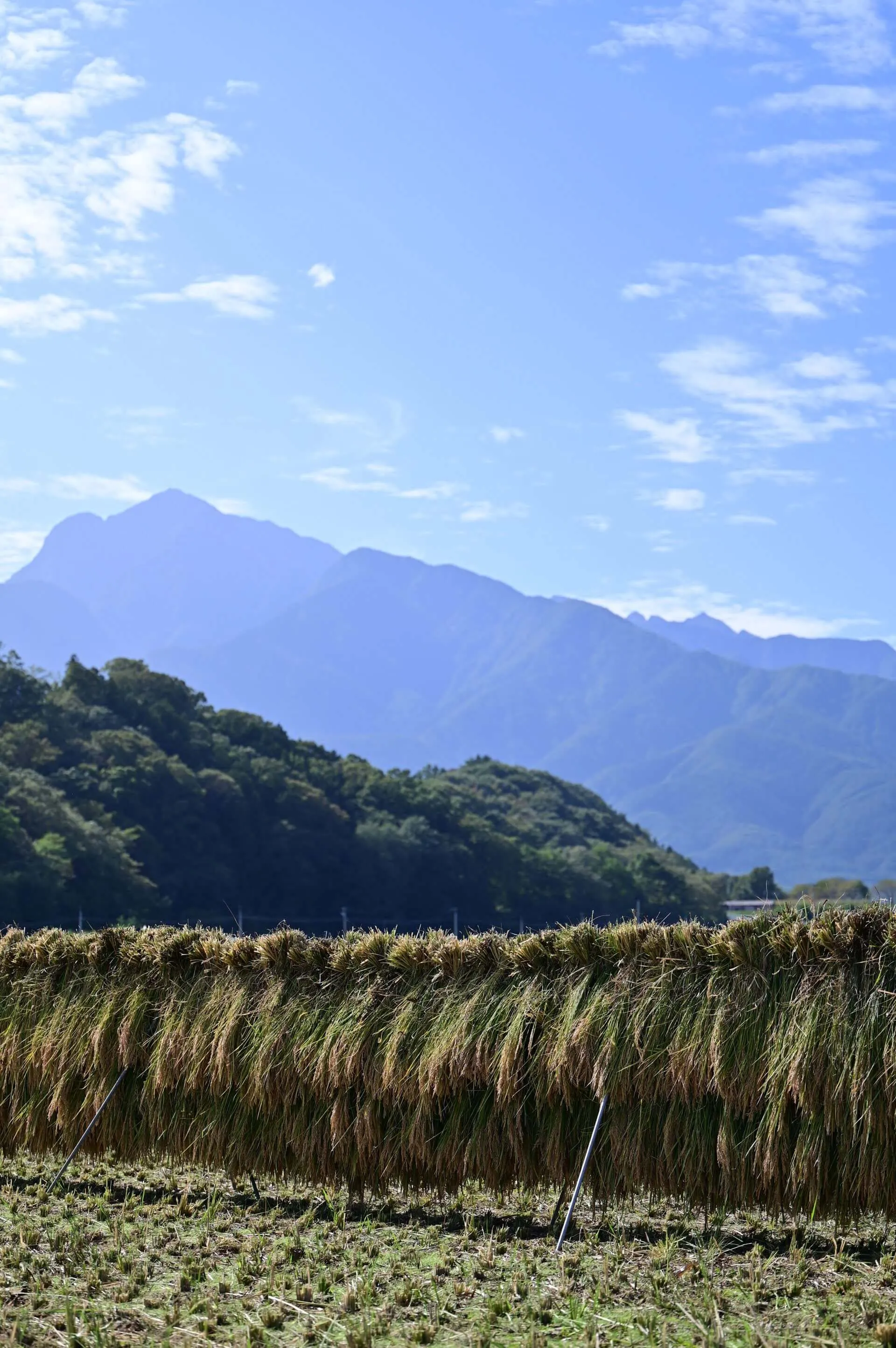 武川町の田んぼ